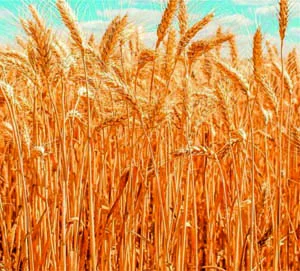 Yavuz Kartal Bölgemizde Buğday Sezonunu Değerlendirdi