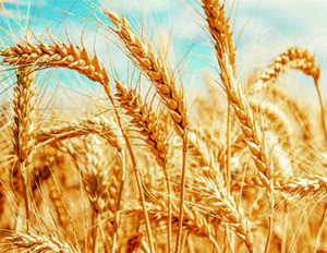 Bülent Uzel,“Hububat Piyasası Bozulmuş Durumda”