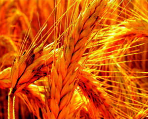 Havsa Ziraat Odası Başkanı Uzel,Hasat Sezonunu Değerlendirdi