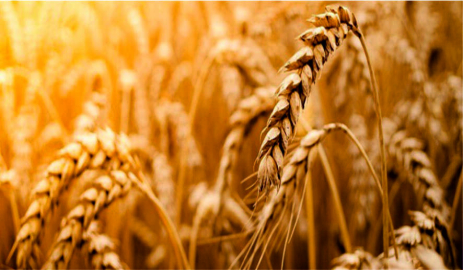 “Son Yılların En Bereketli Hasat Sezonu Geçirildi”