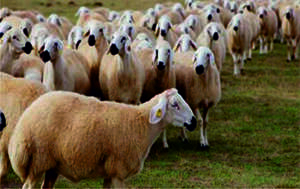 Kurbanlık Hayvan Seçiminde Dikkat Edilmesi Gerekenler