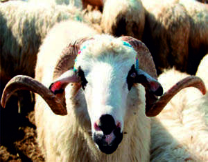 Kurban Paylaşmaktır