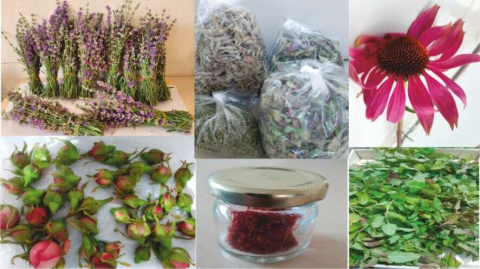 Havsa Meslek Yüksekokulu Bahçesinde Yetiştirilen Bitkiler Ürüne Dönüşüyor