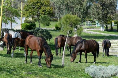 BOŞ ARAZİDEKİ ATLAR ÇALINDI