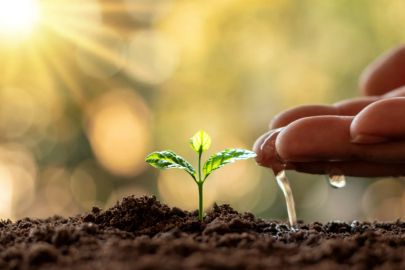 ATA TOHUM FİDELERİ DAĞITILDI