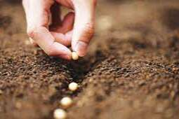 HİBRİT TOHUM TOPRAKLA BULUŞTU