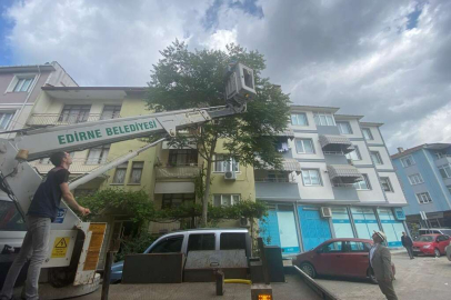 OĞUL VEREN ARILAR PANİK YARATTI