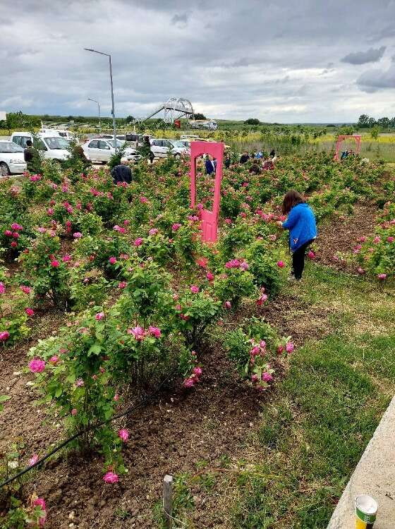 HAVSA’DA GÜL HASADI ŞENLİĞİ
