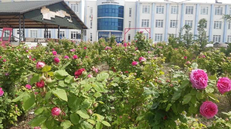 HAVSA’DA GÜL HASADI ŞENLİĞİ