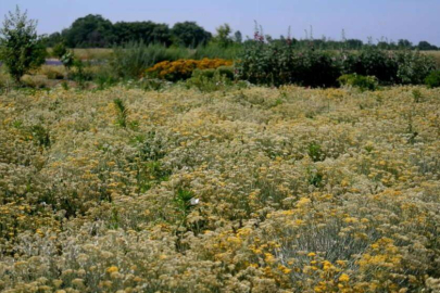 KOZMETİK VE İLAÇ SANAYİİNİN BİTKİLERİ EDİRNE’DE YETİŞTİRİLİYOR