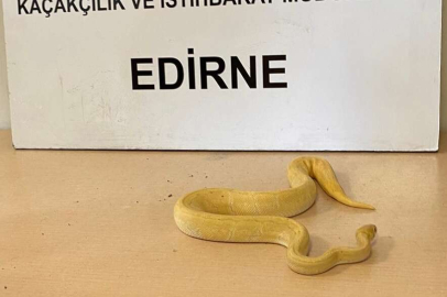 ONLARCA YILAN SOKACAKLARDI