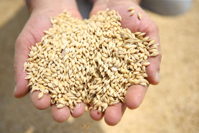 VERİM GEÇEN YILA GÖRE DAHA İYİ