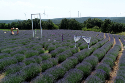 LAVANTA YETİŞTİRİCİLİĞİNİ MESLEK EDİNDİ