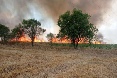 ANIZ YANGINI BUĞDAY TARLASINA SIÇRADI ÇİFTÇİNİN EMEĞİ KÜLE DÖNDÜ