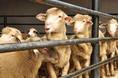 KURBAN BAĞIŞLARI İHTİYAÇ SAHİPLERİNE DAĞITILDI