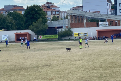 SAHAYA GİREN KÖPEK MAÇI DURDURDU