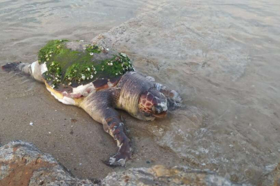 ÖLÜ CARETTA CARETTA KARAYA VURDU