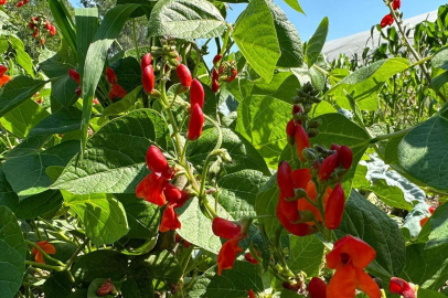 SARAY FASULYESİ ÜRETİME HAZIR