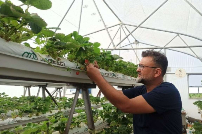 TOPRAKSIZ TARIM! 3 KAT VERİM ALIYOR