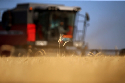 BUĞDAY HASADI GECE GÜNDÜZ DEVAM EDİYOR