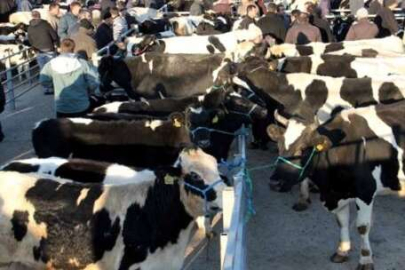 HAVSA CANLI HAYVAN PAZARI KAPATILDI