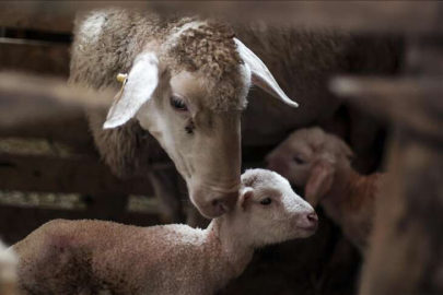 KÜÇÜK BAŞ HAYVANLARI ÇALINDI