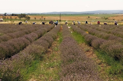 KEŞAN'DA LAVANTA HASADI