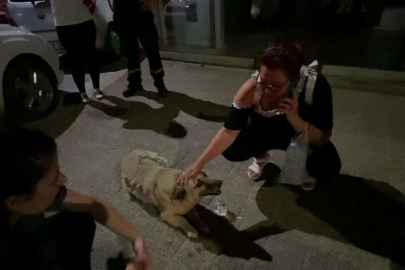 MAHALLENİN SEVİLEN KÖPEĞİ PSİKOPAT’A ARABA ÇARPTI