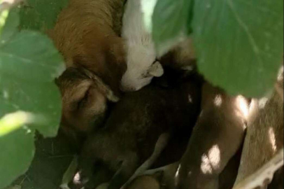 YAVRU KÖPEKLER BARINAĞA TESLİM EDİLDİ