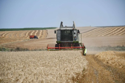 BELEDİYE TARLALARININ HASADI BAŞLADI