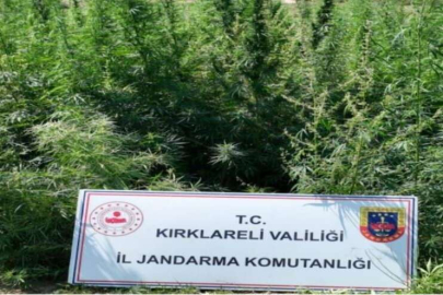 215 BİN 709 KÖK KENEVİR ELE GEÇİRİLDİ