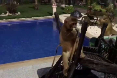 PİTON YILANI, ASLAN VE MAYMUN ELE GEÇİRİLDİ