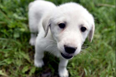 ULUSLARARASI IRK STANDARTLARI YARIŞMASI