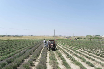 ERGENE’DE LAVANTA HASADI