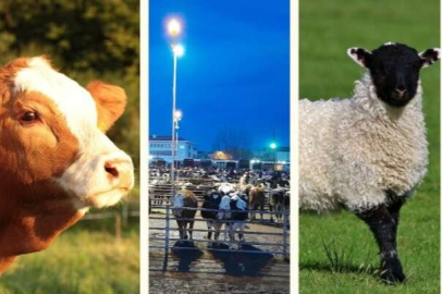 HAVSA CANLI HAYVAN PAZARI İKİ HAFTA DAHA KAPALI