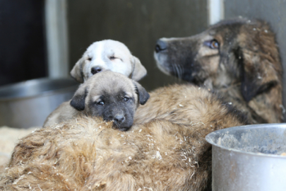 AYDIN’DAN SOKAK HAYVANLARI İÇİN ÇAĞRI