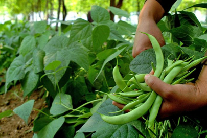 BU SICAKLARDA NE YENİR?