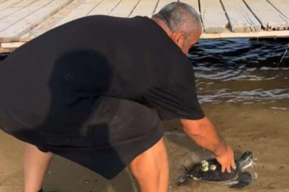 KARAYA VURAN CARETTA CARETTA TEKRAR DENİZE SALINDI