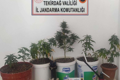 KENEVİR YETİŞTİREN 2 ŞÜPHELİ GÖZALTINA ALINDI