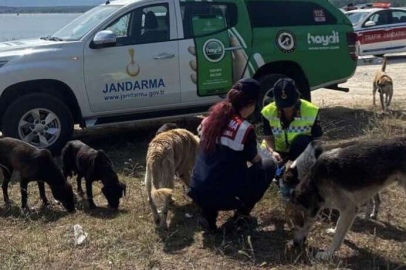 SAHİPSİZ HAYVANLARA SU VE MAMA VERDİ