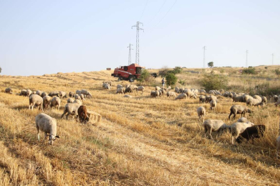 KENE ISIRMALARINA DİKKAT