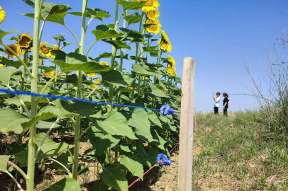 DOMUZLARA TELLİ ÇÖZÜM