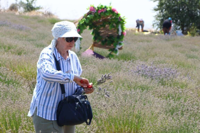 VATANDAŞLAR LAVANTA HASAT ETTİ