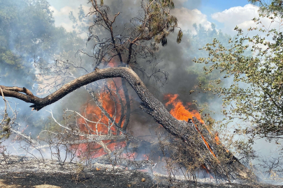 AĞAÇLIK ALAN VE ANIZ ALEV ALEV YANDI