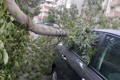 FIRTINADA DEVRİLEN AĞAÇ OTOMOBİLİN ÜZERİNE DÜŞTÜ