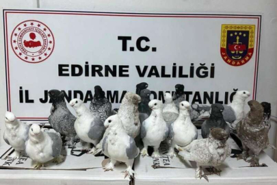 HAYVAN KAÇAKÇILARI JANDARMAYA YAKALANDI