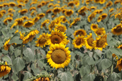 GÜNDÖNDÜ’LER TRAKYA'YI ÇİÇEK BAHÇESİNE ÇEVİRDİ