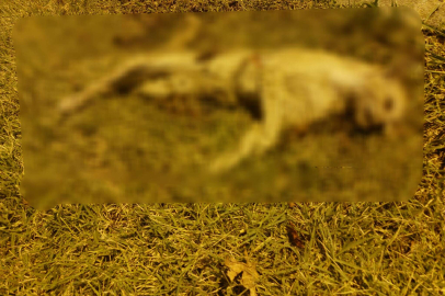 AYDIN: CANİCE İŞLENEN BİR CİNAYET