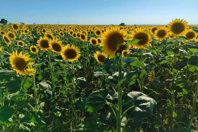 SICAKLIK ARTIYOR KRİZ ÇIKABİLİR