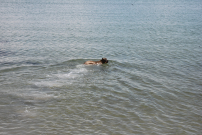 KÖPEĞİN DENİZ KEYFİ